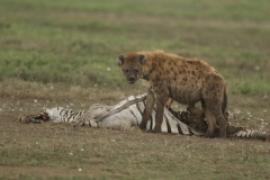 Krokuta cętkowana - Crocuta crocuta - Spotted hyaena