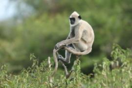 Hulman czubaty - Semnopithecus priam - Tufted gray langur