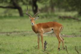 Impala zwyczajna - Aepyceros melampus - Impala