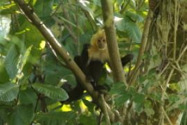 Kapucynka czarnobiała - Cebus capucinus - White-faced capuchin