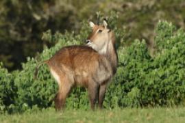 Kob śniady - Kobus ellipsiprymnus - Waterbuck