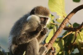 Kotawiec zielonosiwy - Chlorocebus aethiops - Grivet monkey