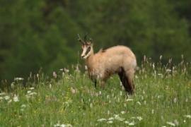 Kozica - Rupicapra rupicapra - Alpine chamois