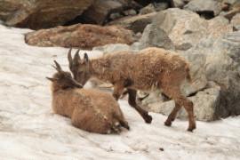 Koziorożec - Capra ibex - Alpine ibex