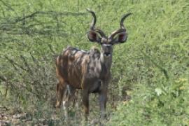 Kudu wielkie - Tragelaphus strepsiceros - Greater kudu