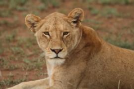 Lew afrykański - Panthera leo - Lion 