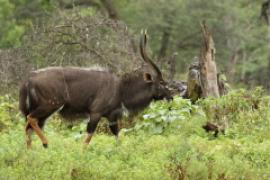 Niala grzywiasta - Tragelaphus angasii - Nyala 