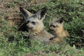 Otocjon wielkouchy - Otocyon megalotis  - Bat-eared fox 