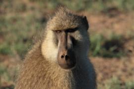 Pawian masajski - Papio cynocephalus - Yellow baboon