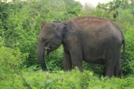Słoń indyjski - Elephas maximus - Asian elephant
