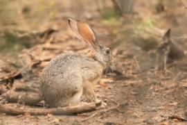 Zając płowy - Lepus capensis - Cape hare