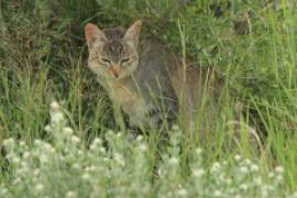 Żbik - Felis sylvestris - Wild cat