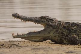 Krokodyl nilowy - Crocodylus niloticus - Nile crocodile
