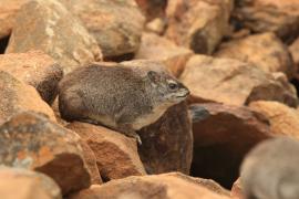 Góralek stepowy - Heterohyrax brucei - Bush hyrax