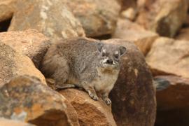 Góralek stepowy - Heterohyrax brucei - Bush hyrax