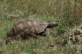 Żółw lamparci - Stigmochelys pardalis - Leopard tortoise