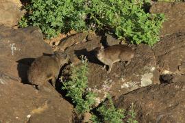Góralek skalny - Procavia capensis - Rock hyrax