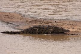 Krokodyl nilowy - Crocodylus niloticus - Nile crocodile