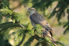 Krogulec - Accipiter nisus - Eurasian Sparrowhawk