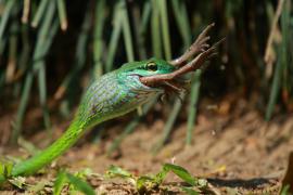 Cope's parrot snake - Leptophis depressirostris