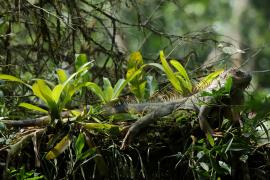 Legwan zielony - Iguana iguana - Green iguana 