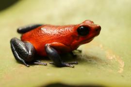 Drzewołaz karłowaty - Oophaga pumilio - Strawberry Poison Frog