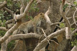 Lampart plamisty - Panthera pardus - Leopard 