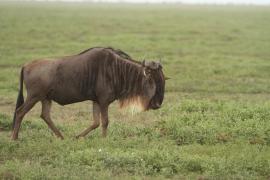 Gnu pręgowane - Connochaetes taurinus - Blue wildebeest