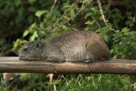 Góralek stepowy - Heterohyrax brucei - Bush hyrax