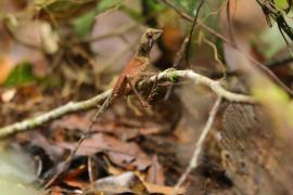 Agama Wiegmana - Otocryptis wiegmanni - Sri Lankan kangaroo lizard