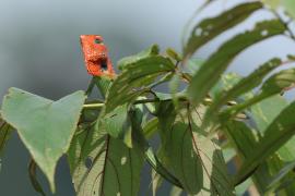 Zmiennogama pospolita - Calotes calotes - Green forest lizard 