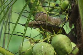 Pasecznik palmowy - Funambulus palmarum - Indian palm squirrel