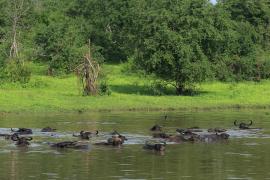 Bawół indyjski - Bubalus arnee - Wild water buffalo 