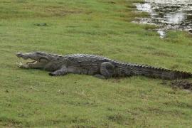 Krokodyl różańcowy - Crocodylus porosus - Saltwater crocodile
