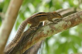 Pasecznik palmowy - Funambulus palmarum - Indian palm squirrel