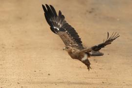 Orzeł sawannowy - Aquila rapax - Tawny Eagle