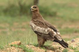 Orzeł sawannowy - Aquila rapax - Tawny Eagle