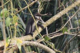 Koczkodan rudoogonowy - Cercopithecus ascanius - Red-tailed monkey
