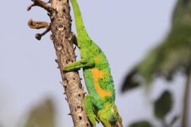 Kameleon Jacksona  - Trioceros jacksonii - Jackson's chameleon