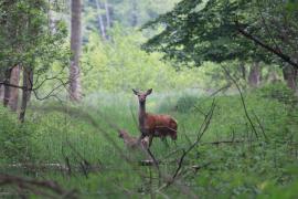 Jeleń szlachetny - Cervus elaphus - Red deer