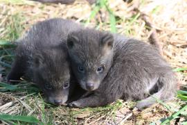 Jenot azjatycki - Nyctereutes procyonoides - Raccoon dog