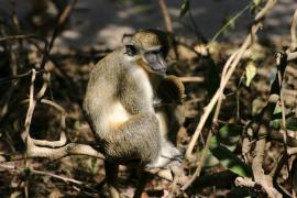 Kotawiec jasnonogi - Chlorocebus sabaeus - Green monkey