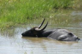 Bawół indyjski - Bubalus arnee - Wild water buffalo 
