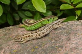 Jaszczurka zwinka - Lacerta agilis - Sand lizard