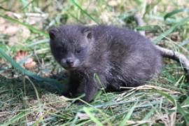 Jenot azjatycki - Nyctereutes procyonoides - Raccoon dog