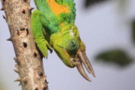 Kameleon Jacksona  - Trioceros jacksonii - Jackson's chameleon