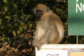 Kotawiec jasnonogi - Chlorocebus sabaeus - Green monkey