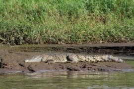 Krokodyl amerykański - Crocodylus acutus - American Crocodile 