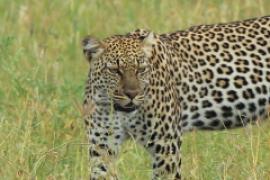 Lampart plamisty - Panthera pardus - Leopard 