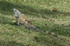 Legwan zielony - Iguana iguana - Green iguana 